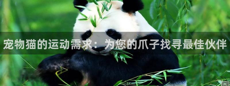 zoty中欧体育官网下载平台注册要钱吗安全吗：宠物猫